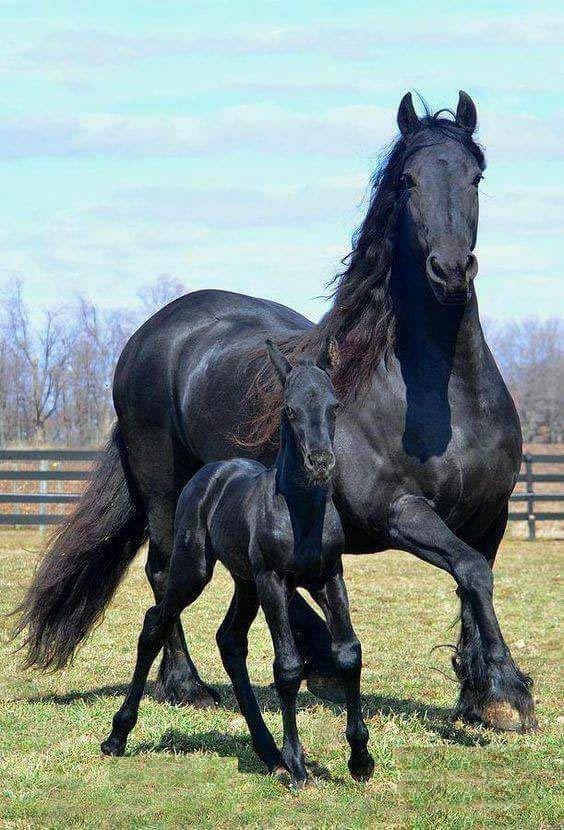 Wonderful Black Frisian broodmare and foal